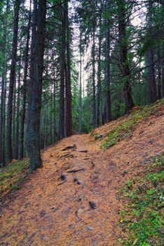 Hiking path in coniferous forest, autumn scene