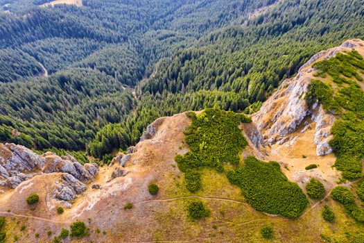 Aerial view of mountain forest (evergreen trees) and alpine meadow in the summer