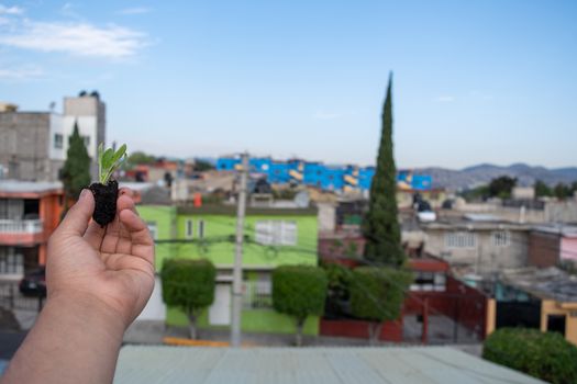 hand holding a growing spinach plant with the view of the city in the background