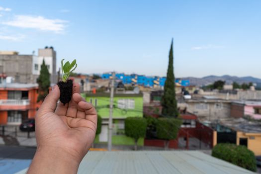 hand holding a growing spinach plant with the view of the city in the background