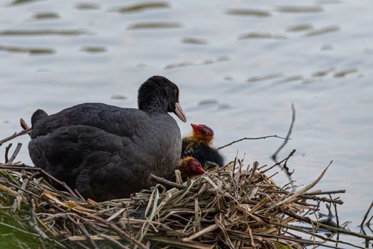 Coot takes care of its chicks in the nest on the river, wildlife photography