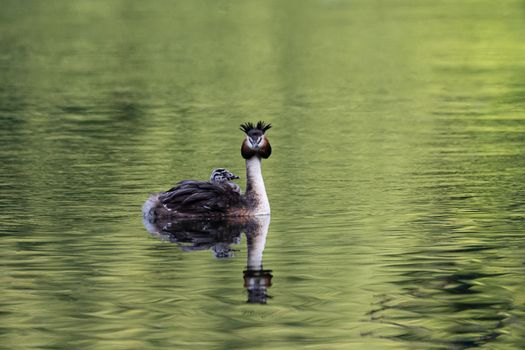 Great crested grebe with chick immersed in the back feathers swims in the river waters