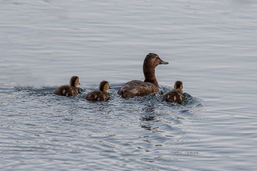 Mallard female accompanied by her three chicks, wildlife photography