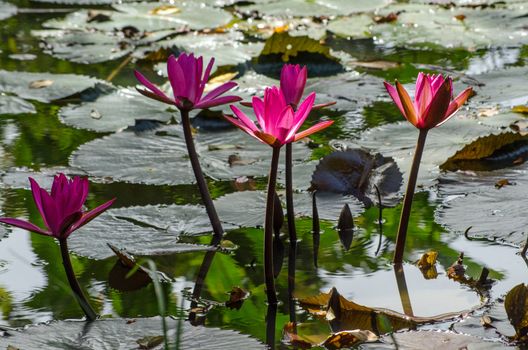 Pink water lilies blooming in the dappled sunshine on a large pond in Tobago, Trinidad and Tobago.  