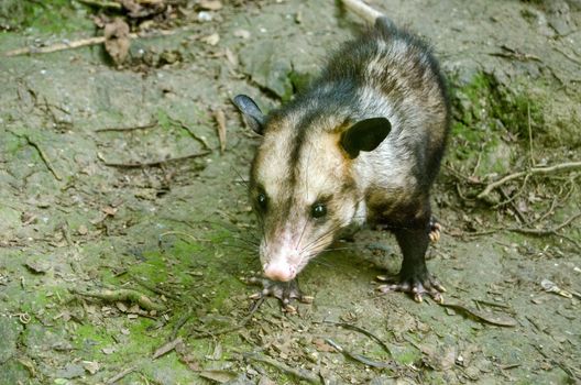 A wild manicou hunting on the forest floor in Tobago.  Other names for the mammal include opossum and didelphimorphia.  The creature is resistent to many natural poisons produced by local snakes etc.