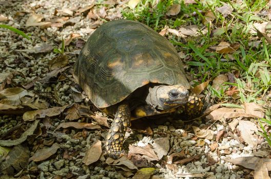 A yellow-footed tortoise walking on the forest floor in Tobago, Trinidad and Tobago.
