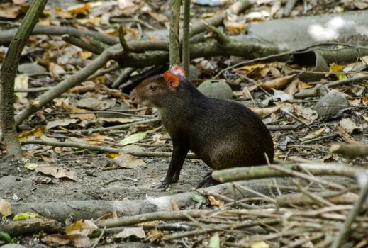 A red rumped agouti, latin name Dasyprocta leporina, sitting on the floor of the rainforest in Tobago.
