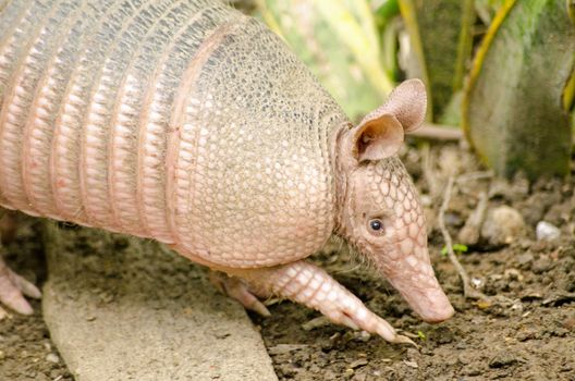 A nine banded armadillo, latin name Dasypus novemcinctus, known locally as a tattoo searching for food on the muddy floor of the rainforest in Tobago.