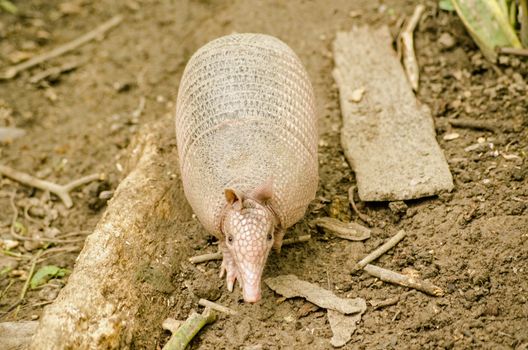 View from above of a nine banded armadillo, known locally as a tattoo, in the rainforest in Tobago.  Latin name Dasypus novemcinctus.