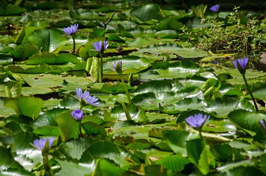 Purple lotus flowers blooming on a pond in Tobago, Trinidad and Tobago on a sunny afternoon.