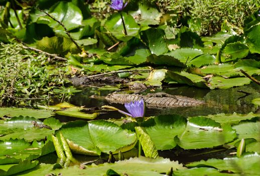 A spectacled caiman floating in a pond in Tobago with three recently hatched young nearby, one is sitting on it's parent's back.  