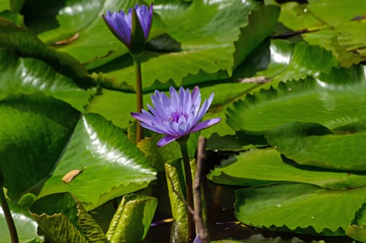 Beautiful purple lotus flowers blooming on a lake in Tobago.