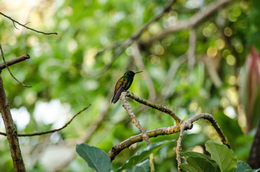 A small copper-rumped hummingbird, latin name amazilia tobaci, resting on a branch in tropical woodland in Tobago.