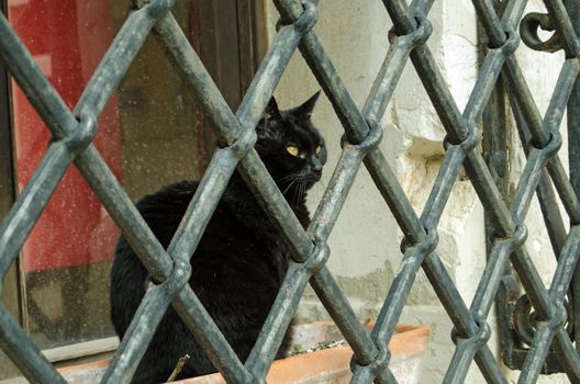A black cat sitting in a flower trough and staring through some formidable metal bars outside a ground floor apartment in Venice, Italy.