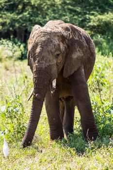 An old elephant in the savannah of Samburu Park in central Kenya