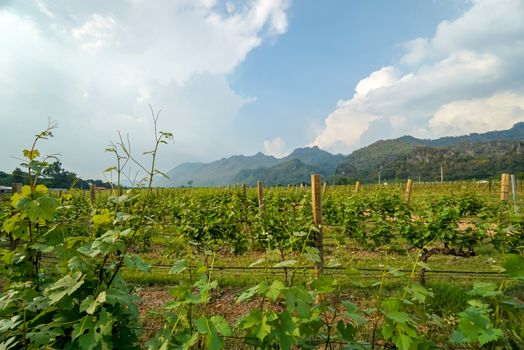 Beautiful vineyards view infront of a mountain backdrop.