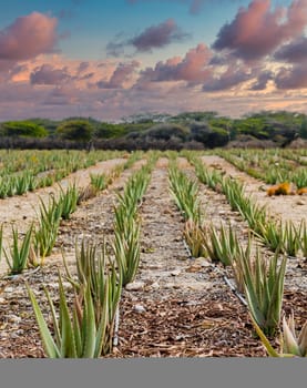 Aloe plants being cultivated in a field on Aruba