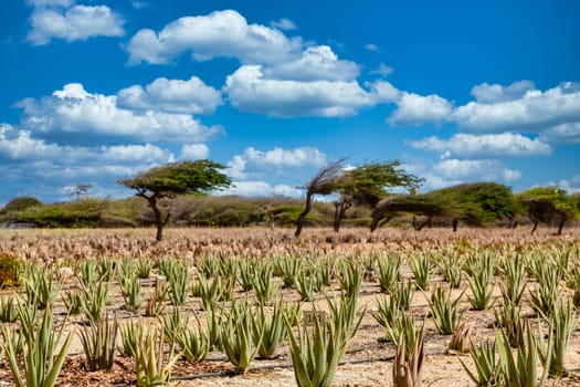 Aloe plants being cultivated in a field on Aruba