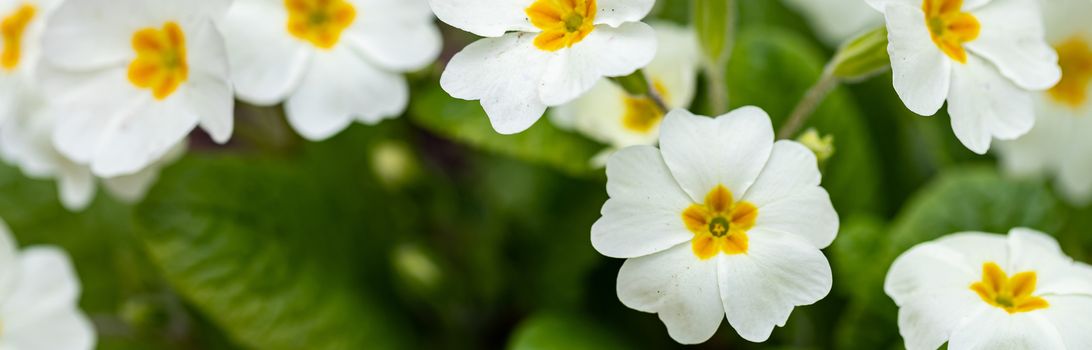 Perennial primrose or primula in the spring garden. Spring primroses flowers, primula polyanthus, white primroses in spring woods. Beautiful colors of primrose in the garden. Nature background