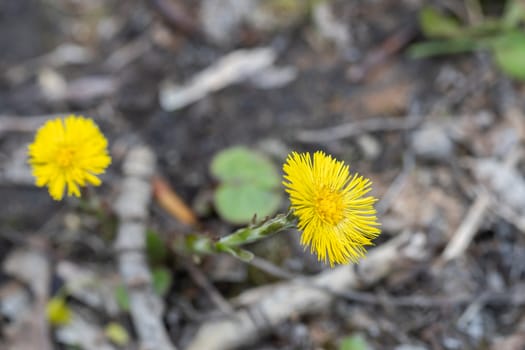 coltsfoot - Tussilago farfara also known as foalfoot or horsefoot. One of the first blooming flowers in spring. Medicinal plant