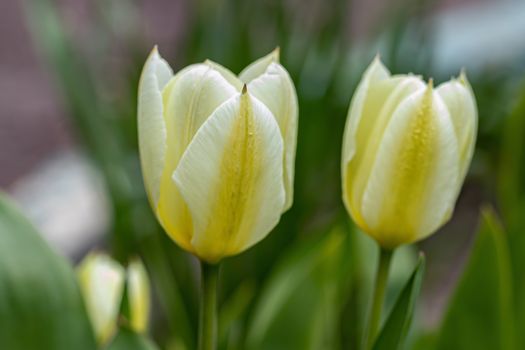 Close-up image of a yellow and white Tulip in a spring garden.