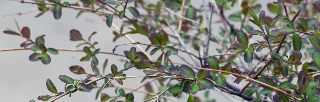 Close-up of a spring fresh young leaf on a tree branch. The concept of the awakening of nature, the spring sowing season. Copy space for your design