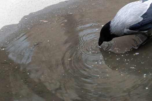 single gray crow close-up, isolated on a gray background