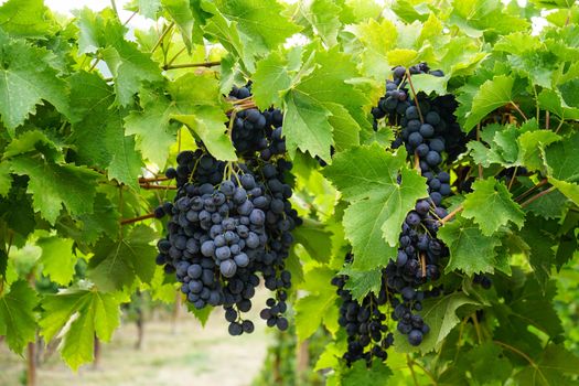 Vineyards in Barolo, Piedmont - Italy