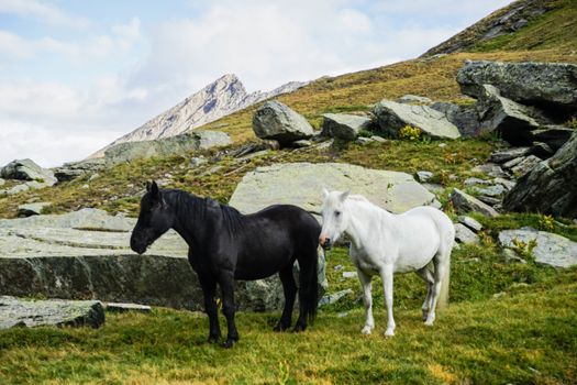 Panoramic view with horses around the mountain Monviso, Piedmont - Italy