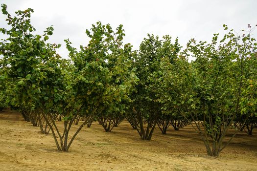 Hazelnuts in Cortemilia, Piedmont - Italy