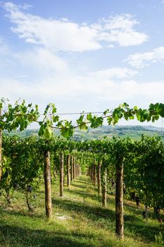 Vineyard on the hills of Barolo, Piedmont - Italy