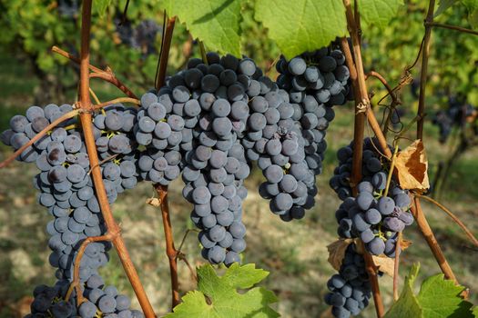 Vineyard on the hills of Barolo, Piedmont - Italy