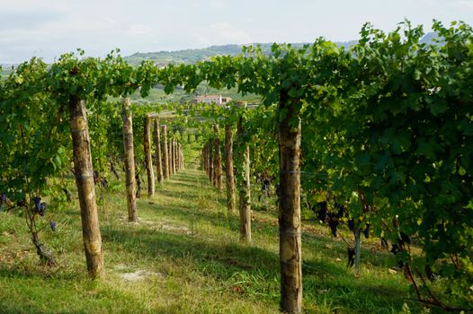 Vineyard on the hills of Barolo, Piedmont - Italy