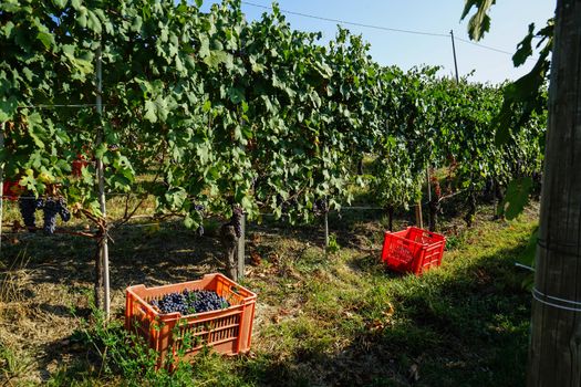 Harvest in a vineyard at Cannubi in Barolo, Piedmont - Italy