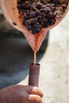 Processing of grapes just harvested