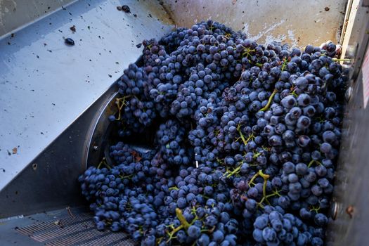 Harvest in a vineyard at Cannubi in Barolo, Piedmont - Italy