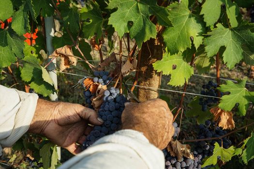 Harvest in a vineyard at Cannubi in Barolo, Piedmont - Italy