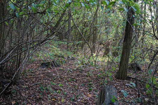 Searching place for truffles