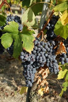 Vineyards waiting for harvest