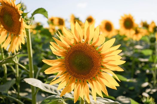 Field of sunflowers near Lucca, Tuscany - Italy