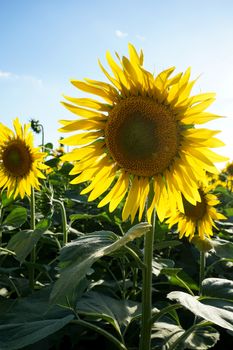 Field of sunflowers near Lucca, Tuscany - Italy