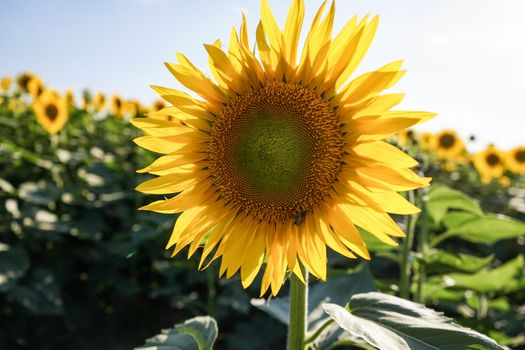 Field of sunflowers near Lucca, Tuscany - Italy