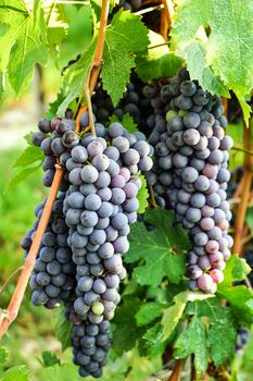 Vineyards in Barolo, Piedmont - Italy