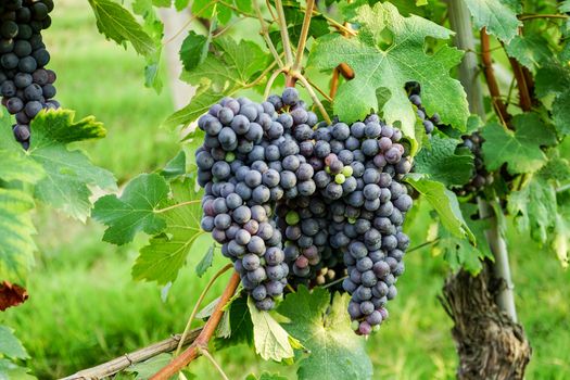 Vineyards in Barolo, Piedmont - Italy