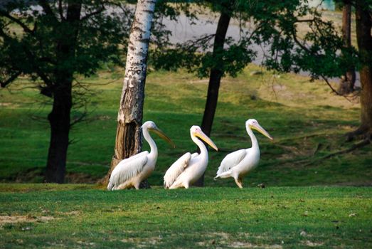 Pelicans walking in a meadow - Park in Italy