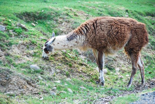 Un lama all'aperto sta mangiando l'erba