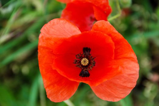 Close up of a red poppy in the meadow