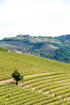 View of Langhe hills with vineyards near Alba, Piedmont - Italy