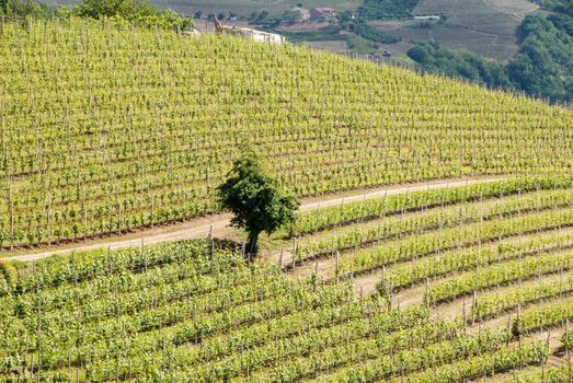 View of Langhe hills with vineyards near Alba, Piedmont - Italy