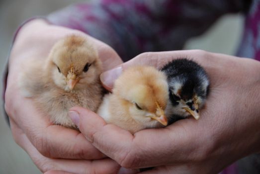 Three little chicks in their hands